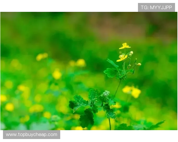 乐发国际娱乐便捷的充值提现流程,快速到账让你随时随地畅玩不停 乐发国际娱乐便捷的充值提现流程,快速到账让你随时随地畅玩不停