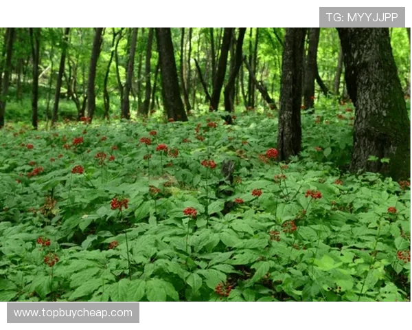 三亚百家乐赌博:避免陷入误区,理性看待三亚百家乐赌博现象